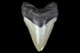 Fossil Megalodon Tooth - North Carolina #119426-1